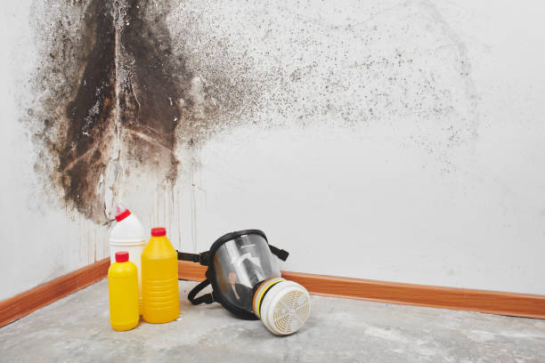 Best Same-Day Mold Removal  in New Brockton, AL