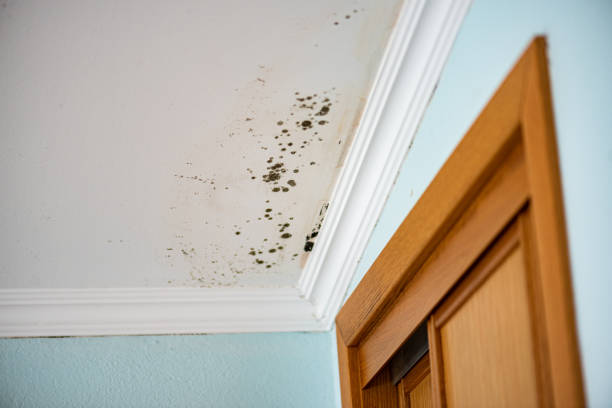 Best Same-Day Mold Removal  in New Brockton, AL