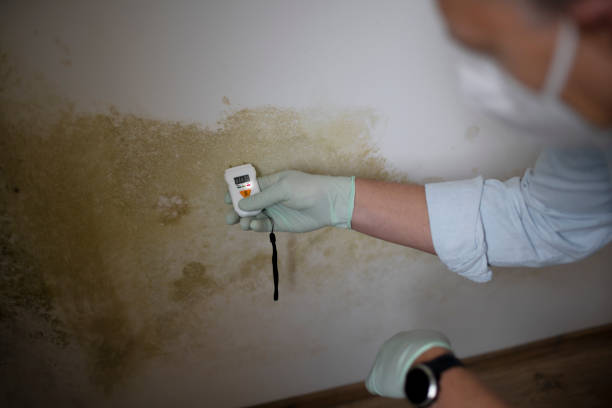 Best Office Mold Removal Services  in New Brockton, AL