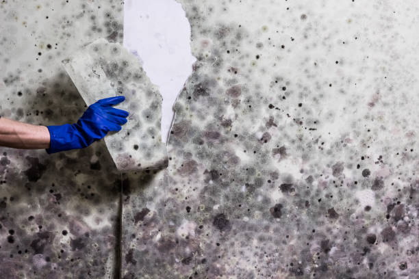 Best Mold Cleaning Services  in New Brockton, AL