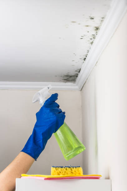 Best Commercial Mold Removal  in New Brockton, AL