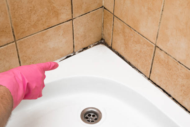 Best Local Mold Removal Service  in New Brockton, AL